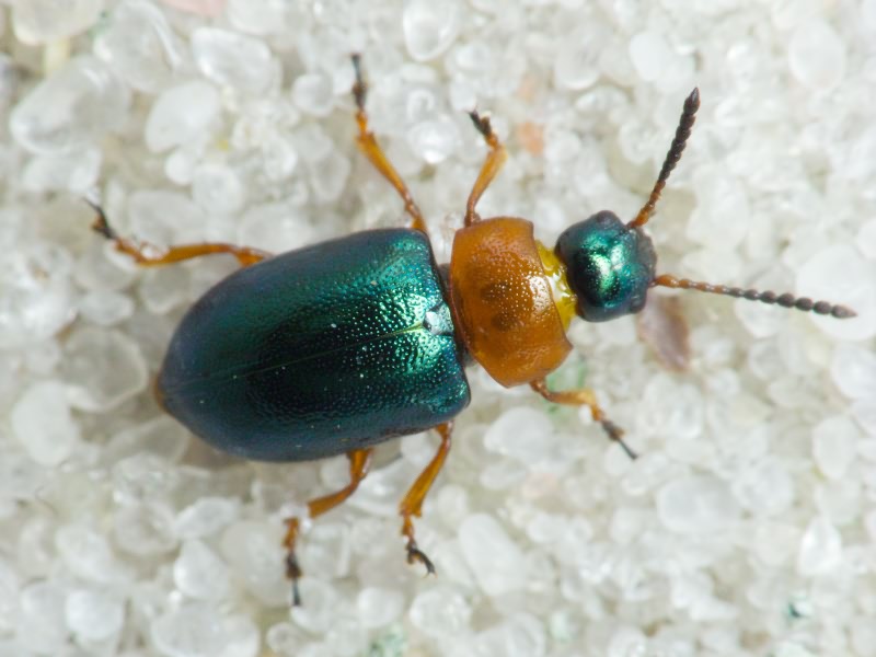 Gastrophysa polygoni (Linnaeus, 1758)